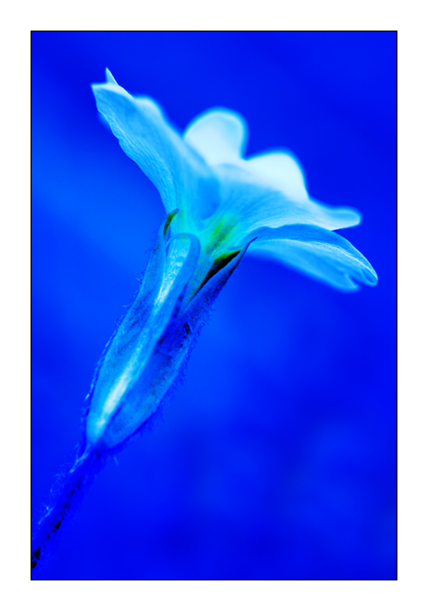 Blue Primrose 2